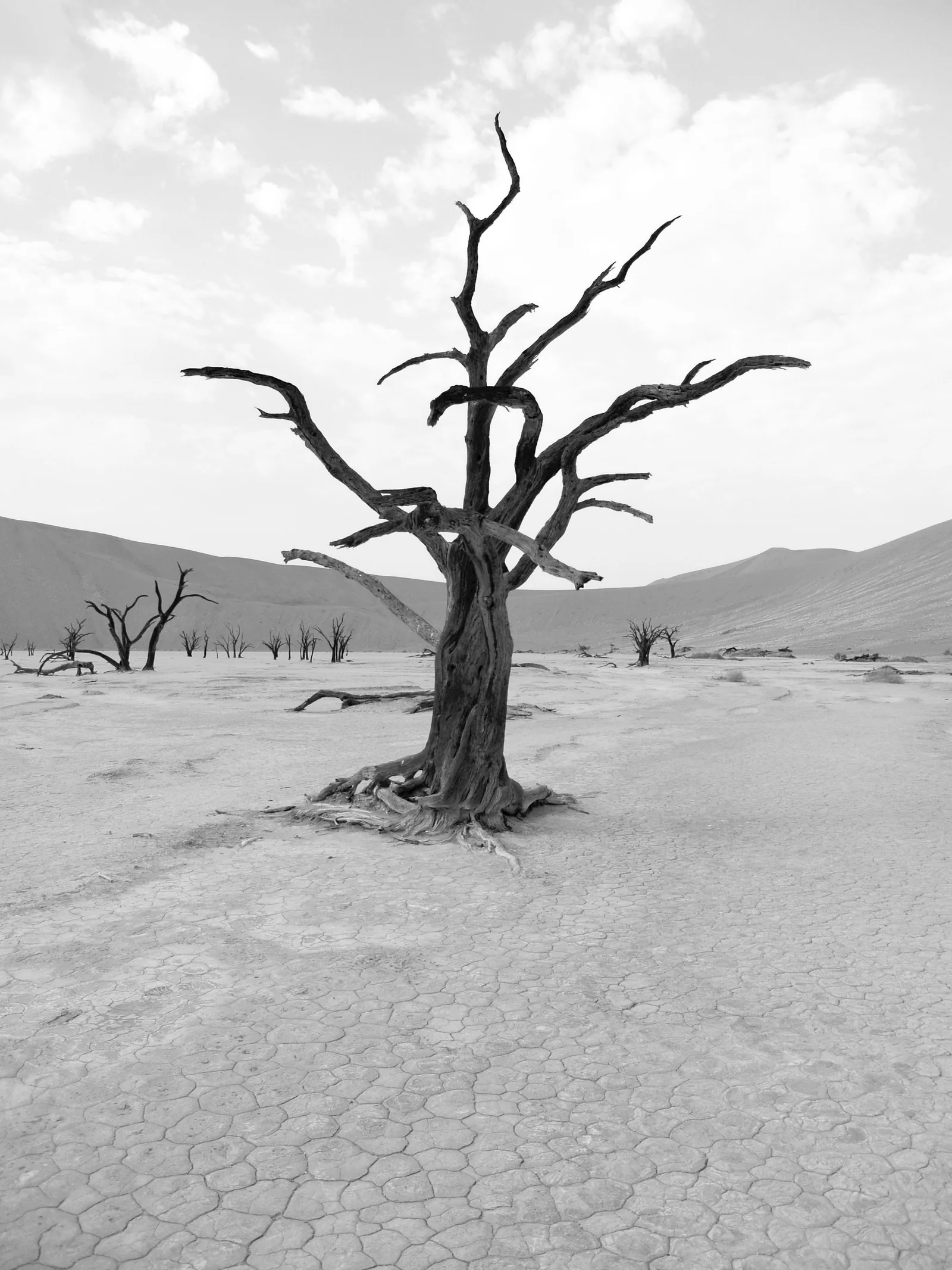 Planetary boundaries: where do we stand on biodiversity?
