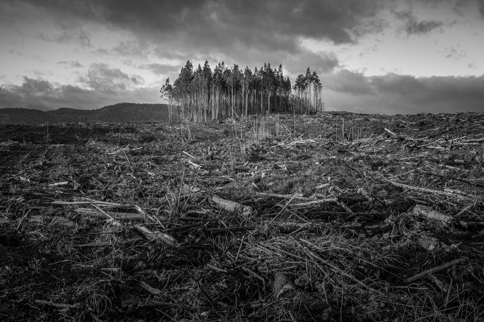 Understanding biodiversity-related risks and corporate exposure