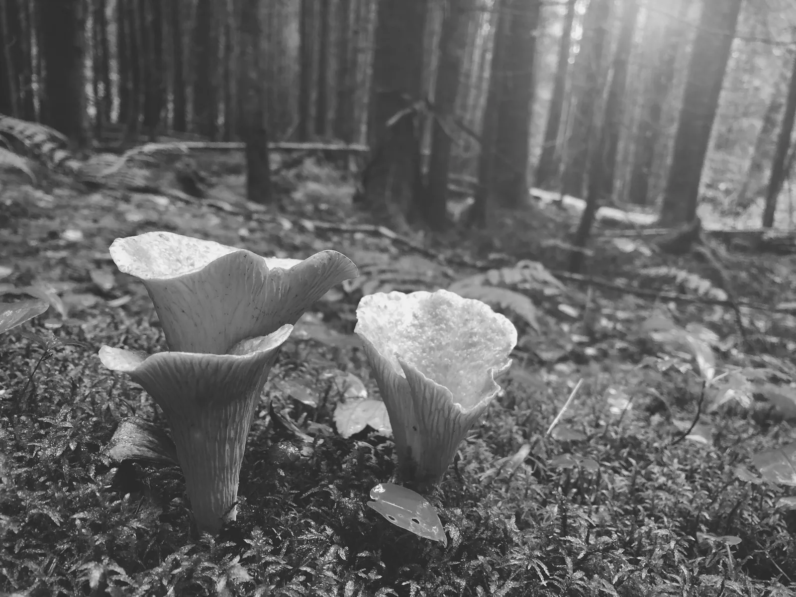Biodiversity is fashion's next frontier
