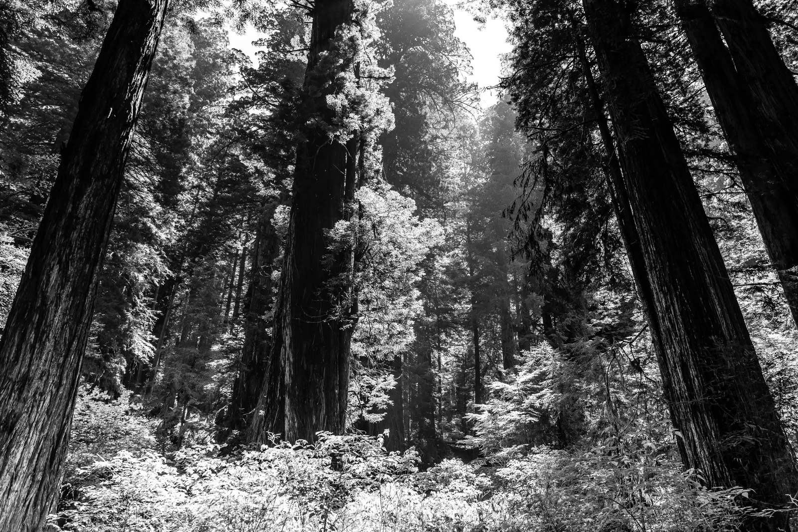 Biodiversity 101: Back to Basics