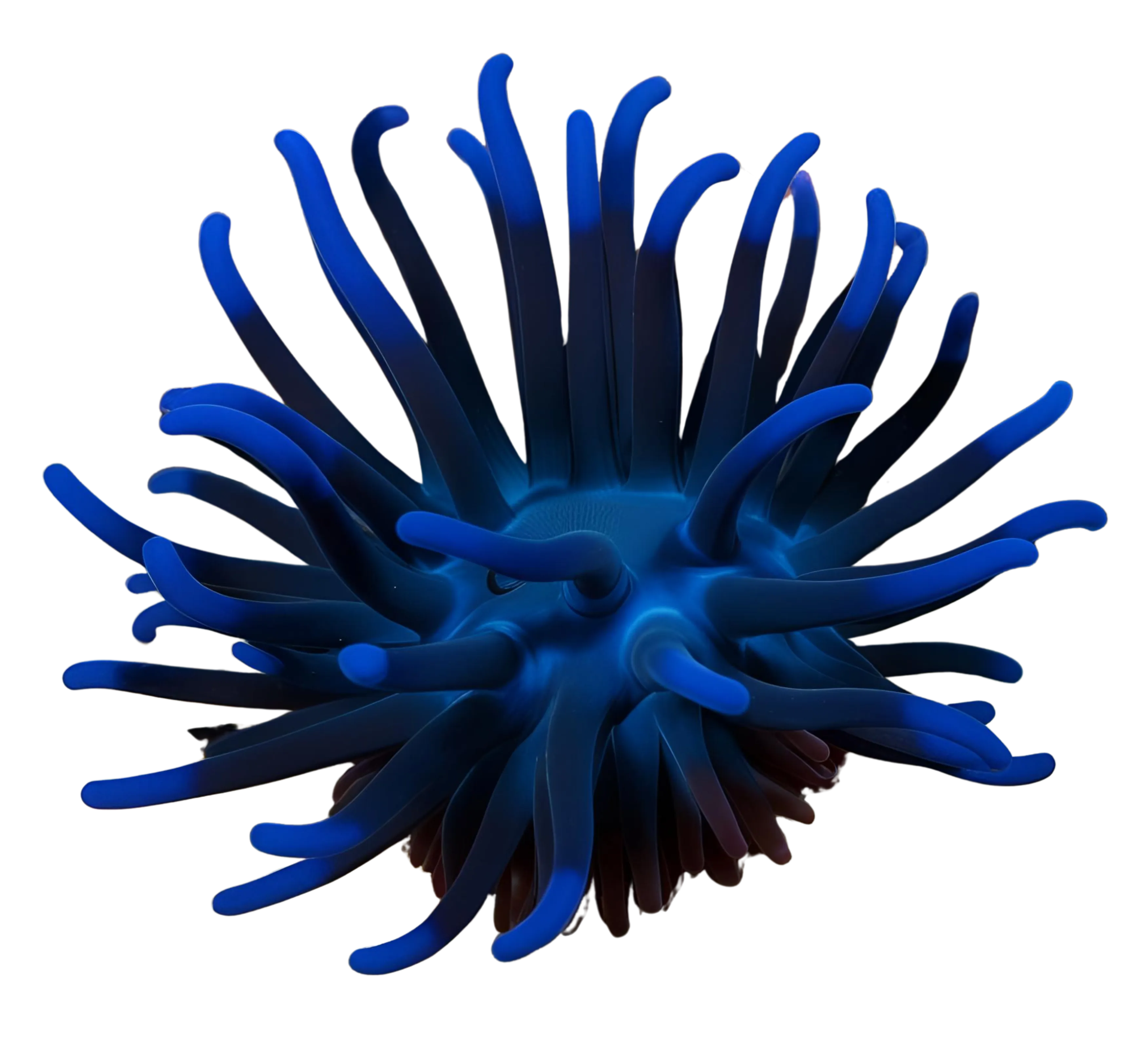 De l'évaluation produit à l'évaluation biodiversité d'entreprise