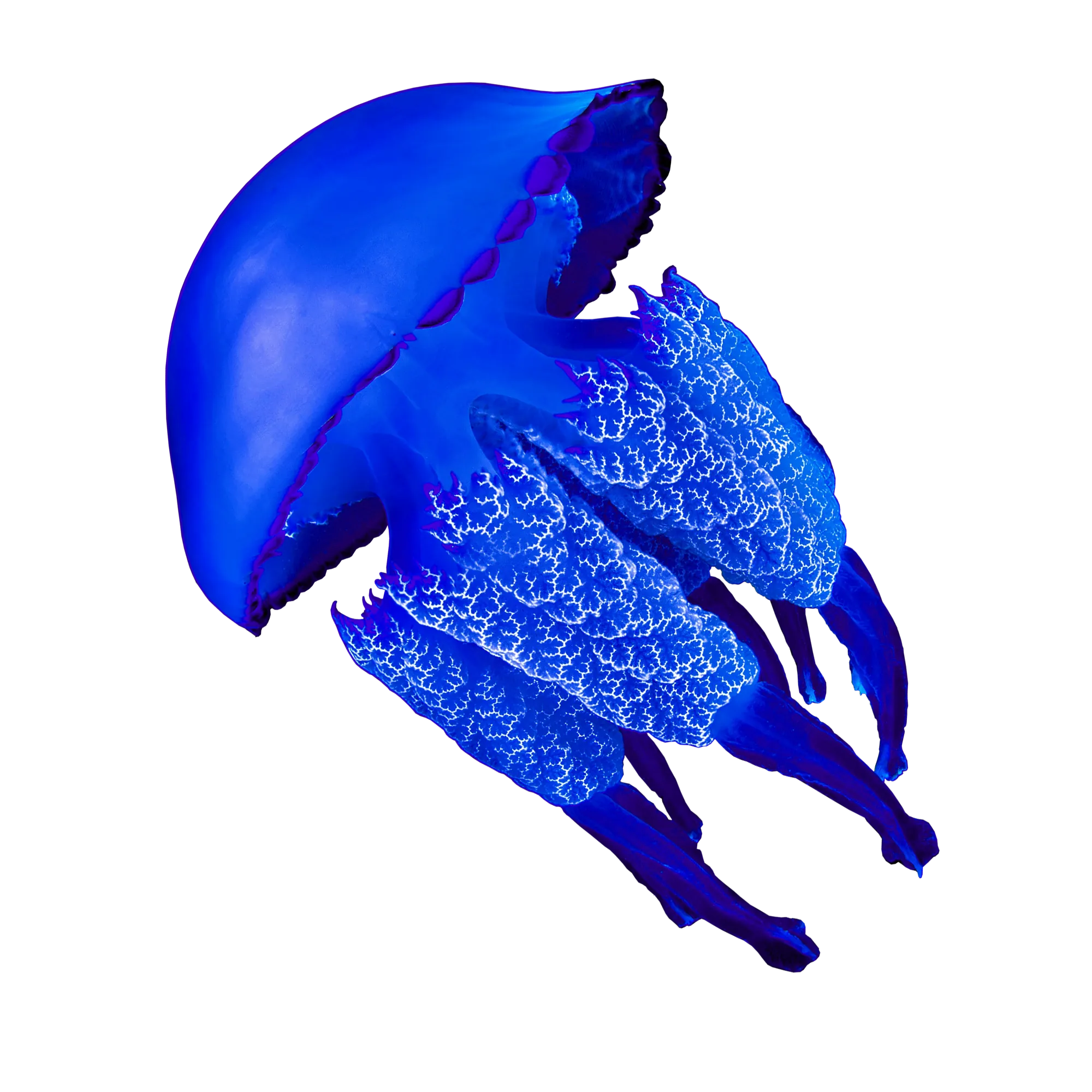 Blue jellyfish illustration